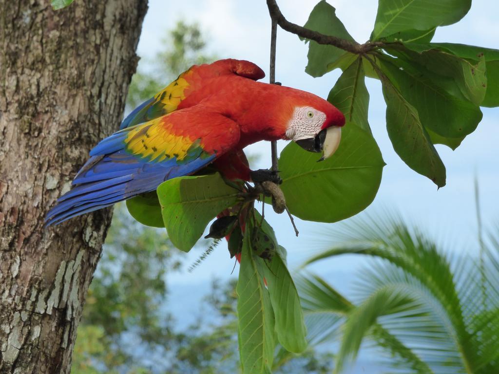 Corcovado Beach Lodge Puerto Jiménez 외부 사진