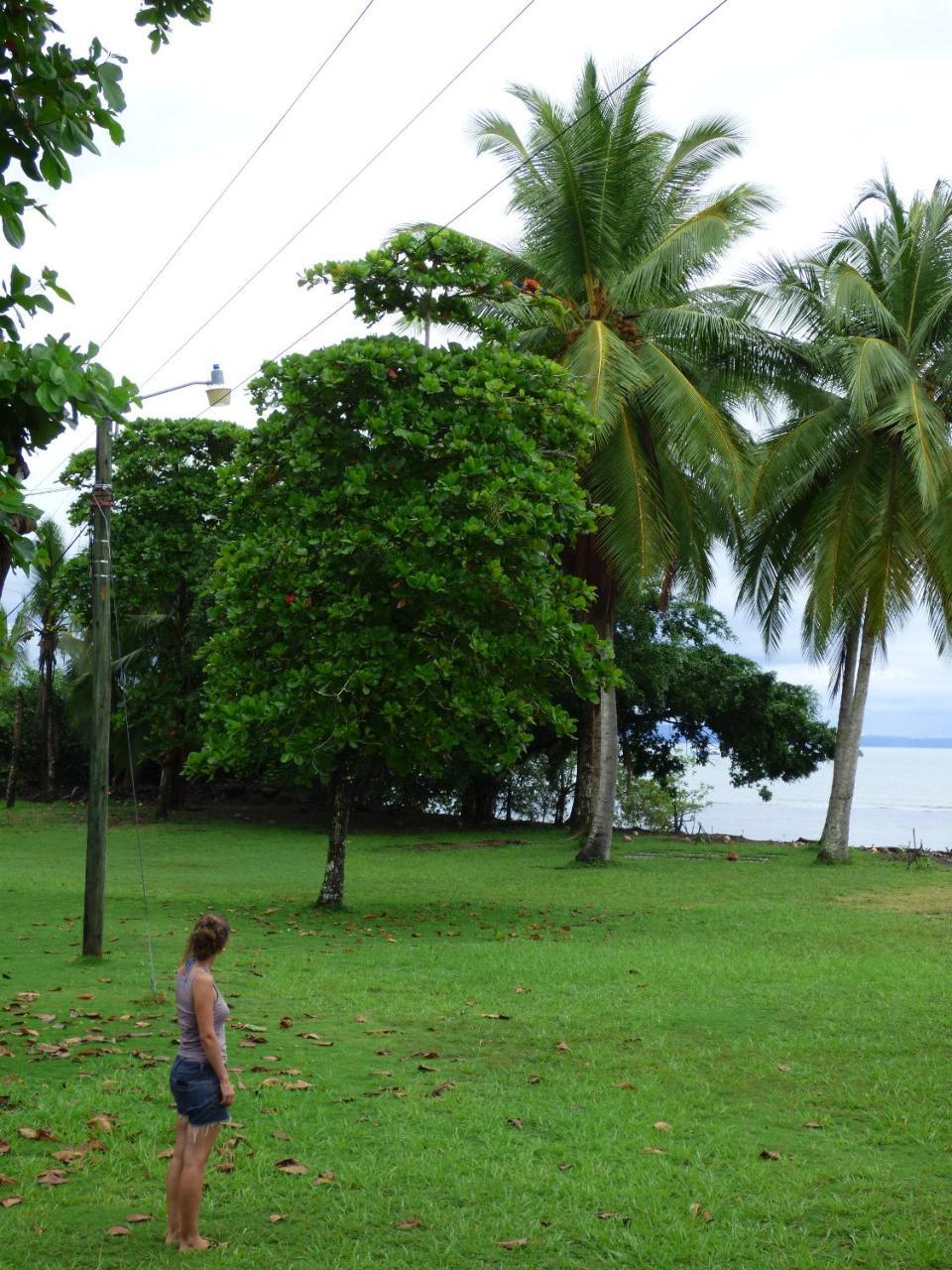 Corcovado Beach Lodge Puerto Jiménez 외부 사진